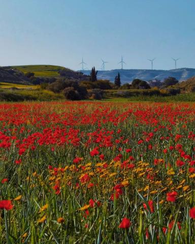 poppy
